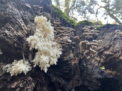 Hericium abietis