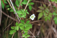 Rubus rosifolius