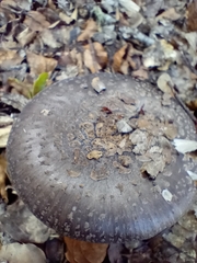 Amanita nothofagi