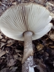 Amanita nothofagi