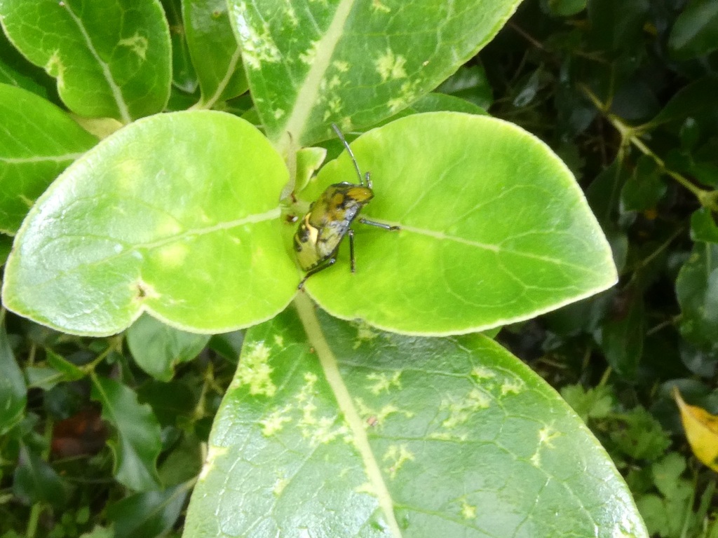 New Zealand Vegetable Bug from Rotokauri, Baverstock 3289, New Zealand
