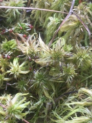 Sphagnum cuspidatum