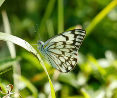Belenois gidica abyssinica