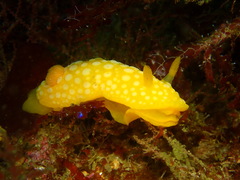 Doris chrysoderma