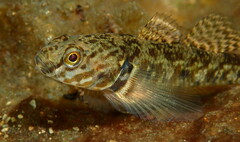 Gobiomorphus huttoni