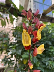 Thunbergia mysorensis