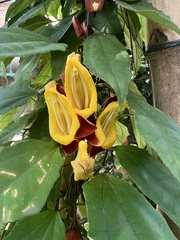 Thunbergia mysorensis