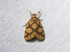 Miltochrista distributa