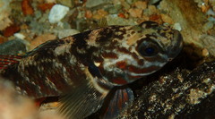 Gobiomorphus huttoni