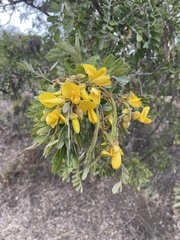 Sophora chrysophylla