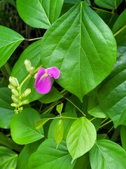 Canavalia cathartica