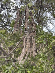Sophora chrysophylla