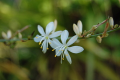 Chlorophytum comosum