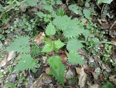 Urtica sykesii