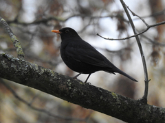 Turdus merula