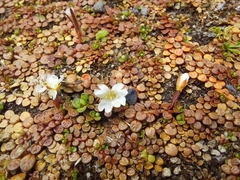 Epilobium komarovianum