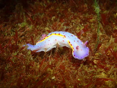 Hypselodoris bennetti