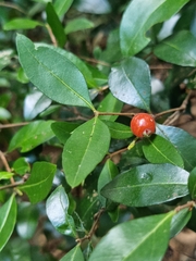 Gossia fragrantissima