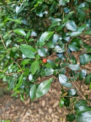 Gossia fragrantissima