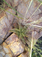 Aloe greatheadii davyana