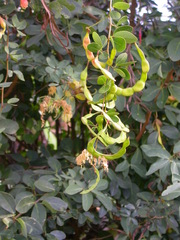 Pithecellobium dulce