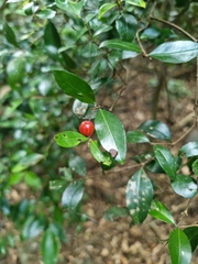 Gossia fragrantissima