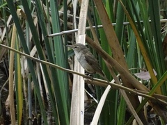 Acrocephalus australis