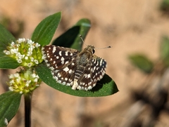 Spialia galba