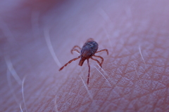 Amblyomma