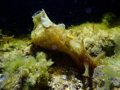 Aplysia sydneyensis