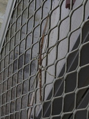 Acrophylla wuelfingi