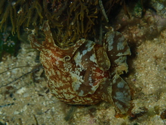 Aplysia sydneyensis