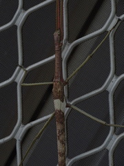 Acrophylla wuelfingi