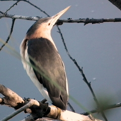 Ixobrychus minutus payesii