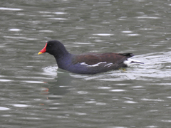 Gallinula chloropus