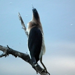 Ixobrychus minutus payesii