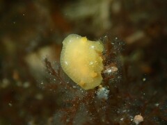 Doriopsilla carneola