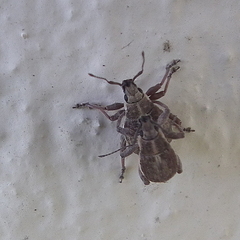Sciobius
