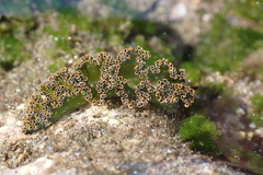 Elysia diomedea