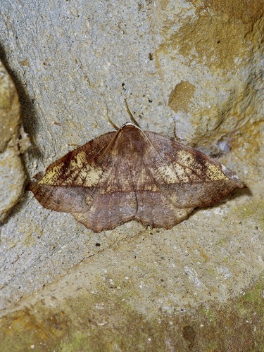 Curved-toothed Geometer Moth photo 5