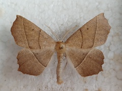 Gerinia honoraria