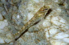 Bellapiscis lesleyae