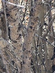 Forestiera pubescens pubescens