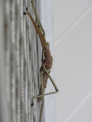 Acrophylla wuelfingi