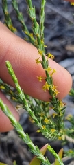 Struthiola parviflora