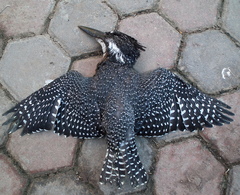 Megaceryle maxima maxima