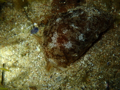 Pleurobranchaea maculata