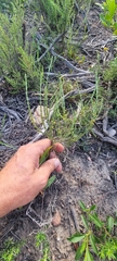 Struthiola parviflora
