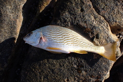 Sciaenidae