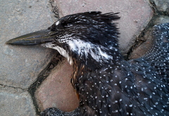 Megaceryle maxima maxima